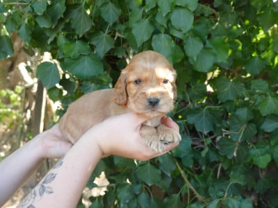 Les chiots de Cocker Spaniel Anglais
