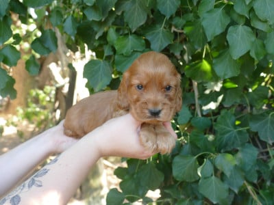 Les chiots de Cocker Spaniel Anglais