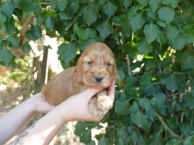Les chiots de Cocker Spaniel Anglais