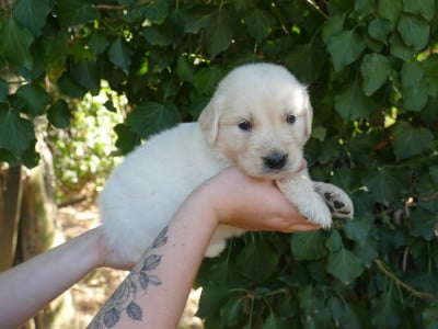 Les chiots de Golden Retriever
