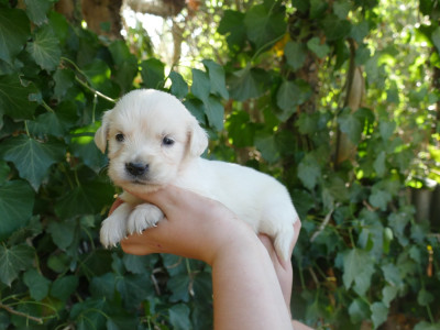 Les chiots de Golden Retriever