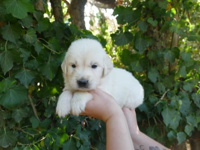 Les chiots de Golden Retriever