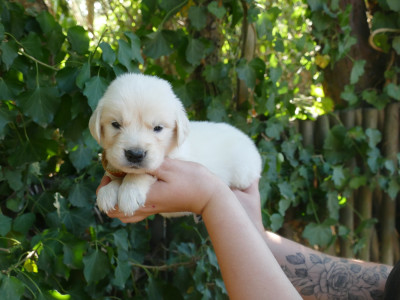 Les chiots de Golden Retriever