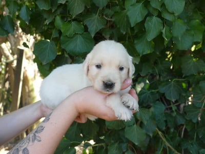 Les chiots de Golden Retriever