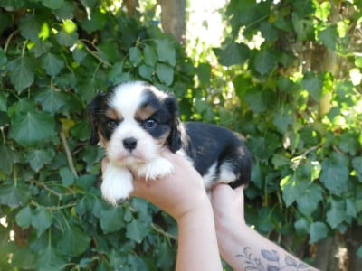 Cavalier King Charles Spaniel