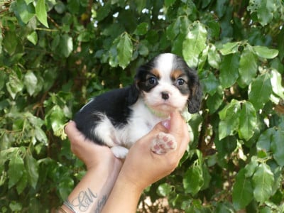 Les chiots de Cavalier King Charles Spaniel
