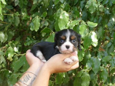 Les chiots de Cavalier King Charles Spaniel
