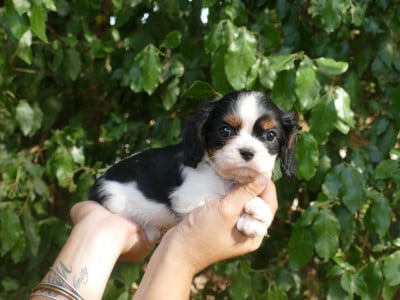 Les chiots de Cavalier King Charles Spaniel