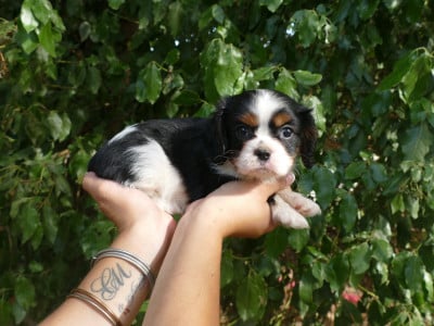 Les chiots de Cavalier King Charles Spaniel