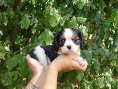 Les chiots de Cavalier King Charles Spaniel