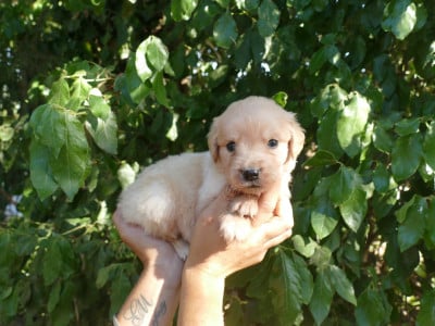 Les chiots de Golden Retriever