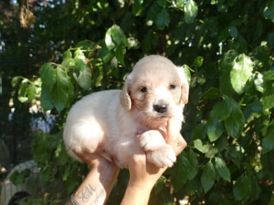 Les chiots de Golden Retriever