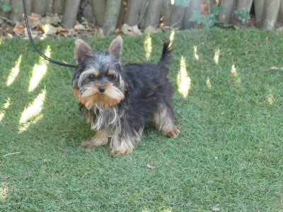 Yorkshire Terrier