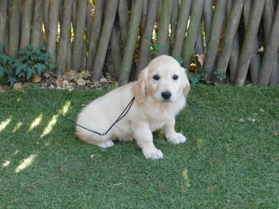 Les chiots de Golden Retriever