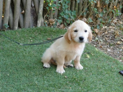 Les chiots de Golden Retriever