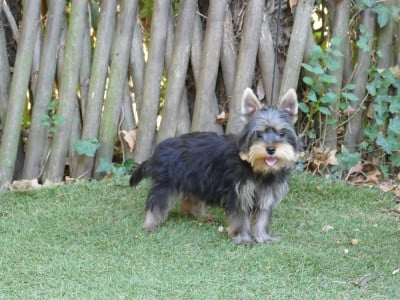 Les chiots de Yorkshire Terrier