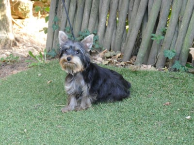 Les chiots de Yorkshire Terrier