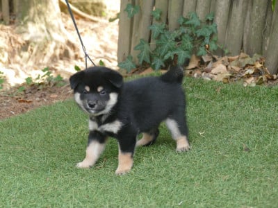 Shiba