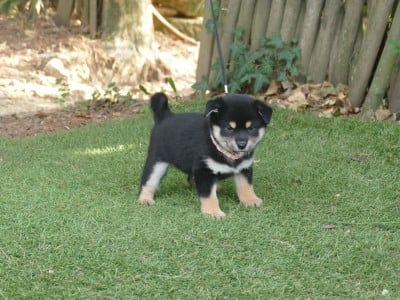 COLLIER ROSE - Shiba