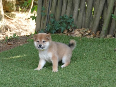 COLLIER JAUNE - Shiba