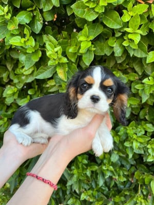 Les chiots de Cavalier King Charles Spaniel