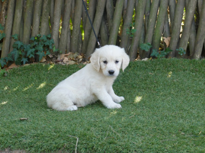 Les chiots de Golden Retriever