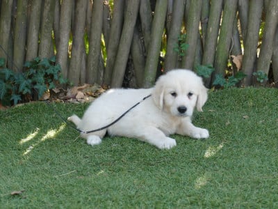 Les chiots de Golden Retriever