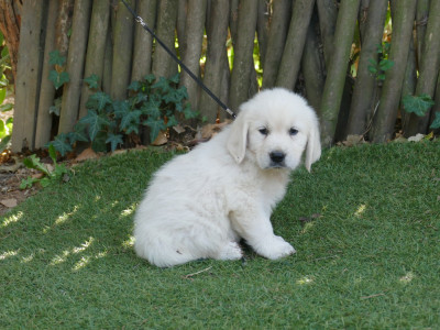 Les chiots de Golden Retriever