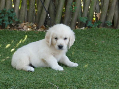 Les chiots de Golden Retriever