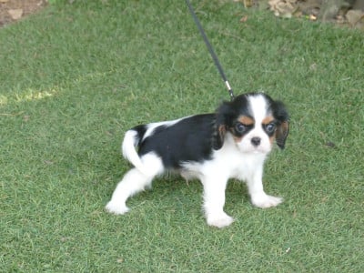 Les chiots de Cavalier King Charles Spaniel