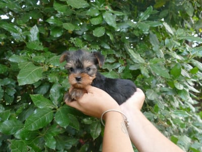 Yorkshire Terrier