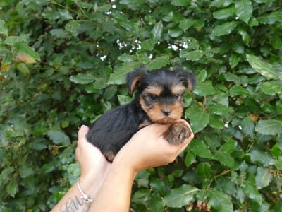 MALE COLLIER VERT - Yorkshire Terrier