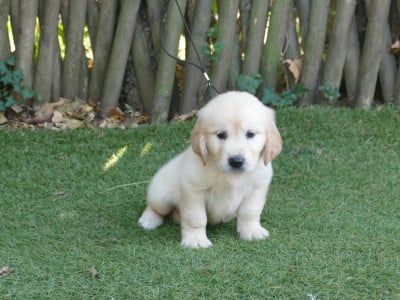 Les chiots de Golden Retriever