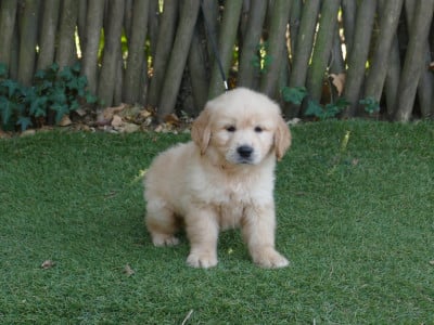 Les chiots de Golden Retriever