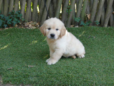 Les chiots de Golden Retriever