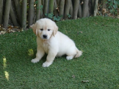 Les chiots de Golden Retriever