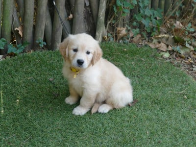 Les chiots de Golden Retriever