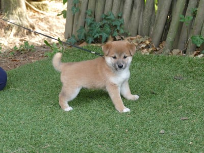Shiba