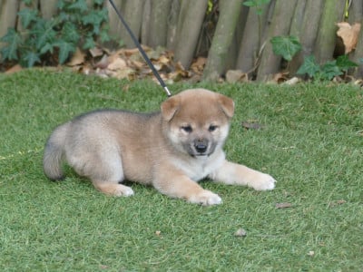 FEMELLE - Shiba