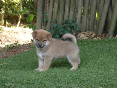 MALE COLLIER VERT - Shiba