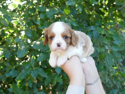 Les chiots de Cavalier King Charles Spaniel