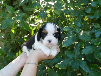 Les chiots de Cavalier King Charles Spaniel