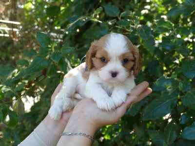 Les chiots de Cavalier King Charles Spaniel