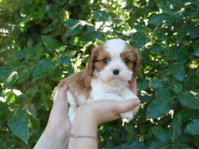 Les chiots de Cavalier King Charles Spaniel