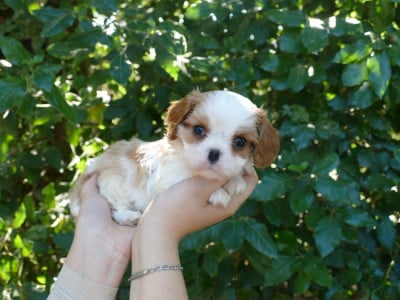 Les chiots de Cavalier King Charles Spaniel