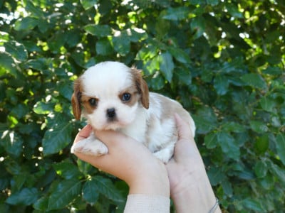 Les chiots de Cavalier King Charles Spaniel