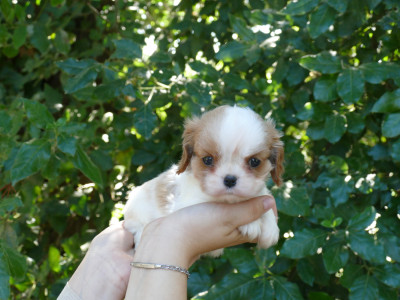 Chiot N°1 - Cavalier King Charles Spaniel