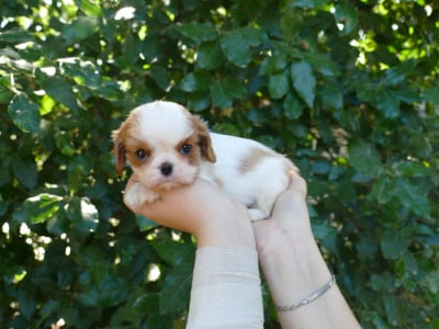 Cavalier King Charles Spaniel