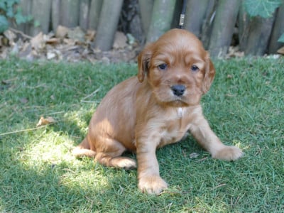 Les chiots de Cocker Spaniel Anglais
