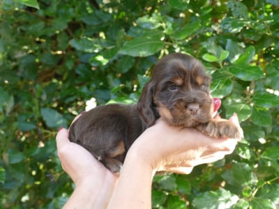 Les chiots de Cocker Spaniel Anglais